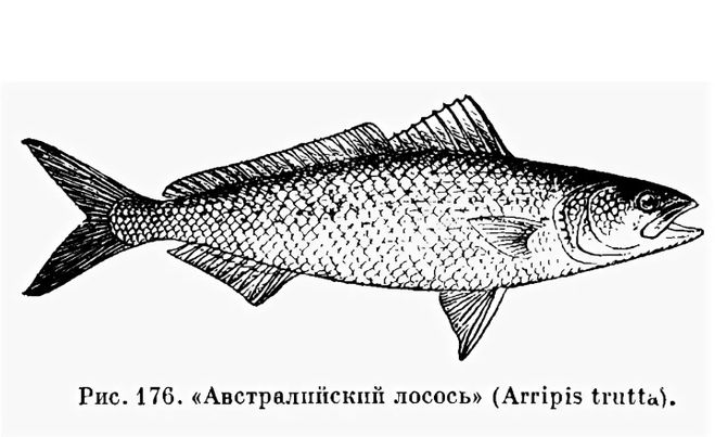 Рыба кавахай фото и описание