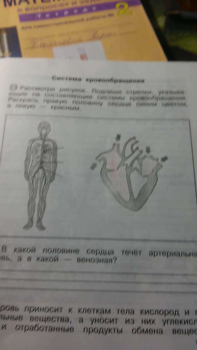 Покажите стрелками подпишите на рисунке. Рассмотри рисунок. Подпиши.. Рассмотрите рисунки подпишите сердце. Стрелки указывающие на составляющие системы кровообращения. Рассмотри рисунок Подпиши стрелки.