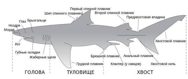 Рассказ про рыбу 1 класс окружающий мир акула