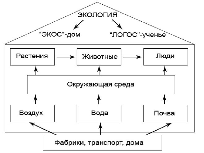 Структура общей экологии опишите и проиллюстрируйте в виде схемы