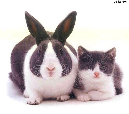 кот и кролик