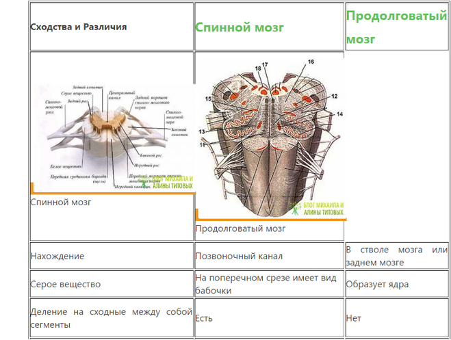 Спинной продолговатый мозг