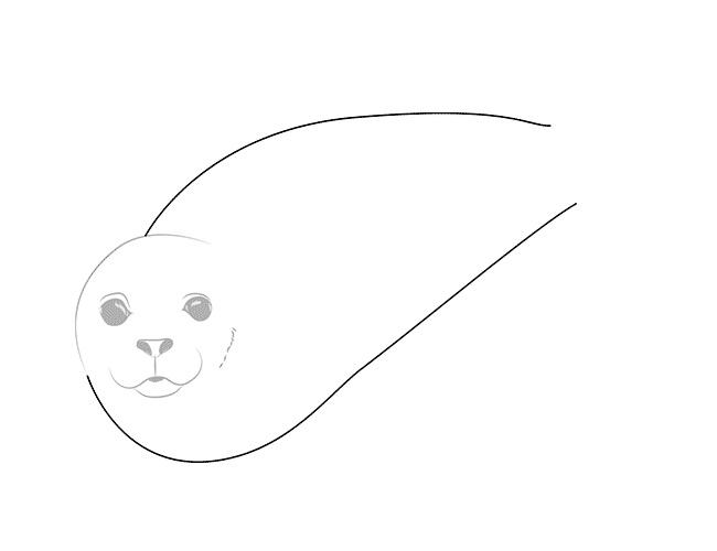 как рисовать тюленя 3
