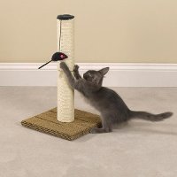 когтеточка кошка дерет обои мебель
