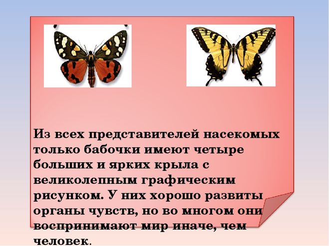 Рассказ про бабочек для 1 класса окружающий мир