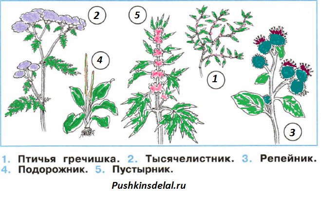 Пустырник рассказ для 2 класса окружающий мир