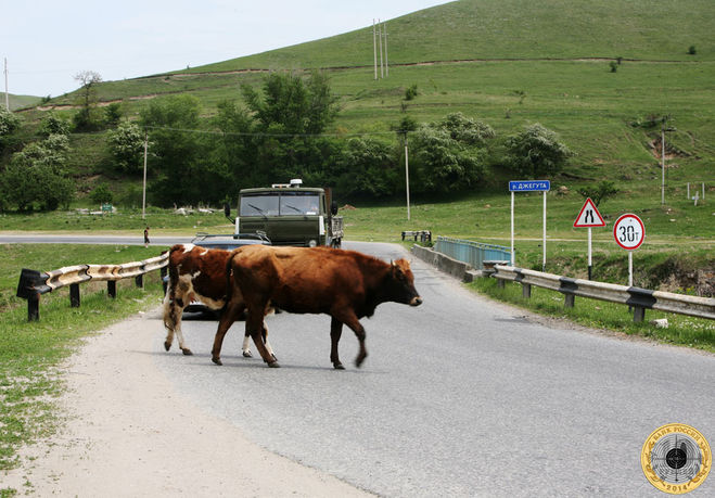 Коровы переходят дорогу