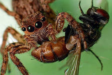 Каких пойманных в паутину насекомых пауки не едят?