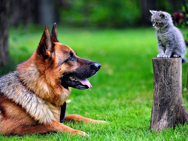 маленький котенок и большая собака, немецкая овчарка и котенок