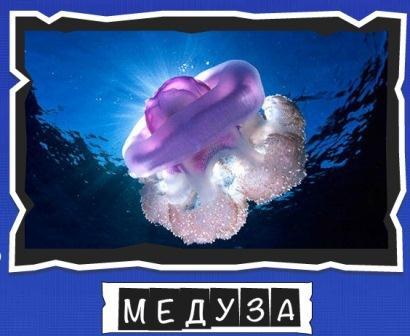игра:слова от Mr.Pin вспомниЛось морские обитатели на фото медуза