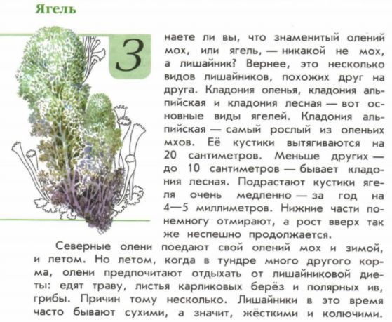 Книга зеленые страницы рассказ 1 бабочки