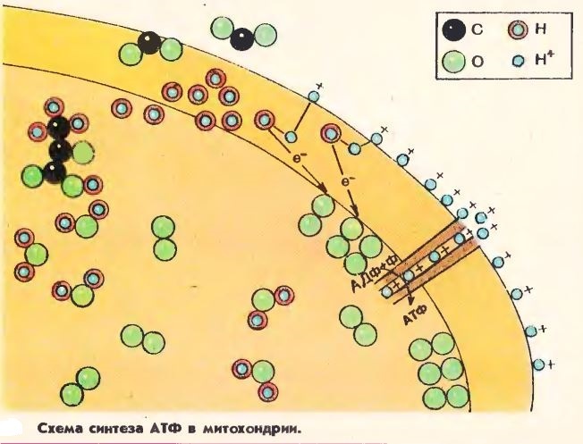 Синтез молекул. Синтез АТФ В митохондриях схема. Синтез АТФ В митохондрии клетки схема. Синтез АТФ на мембране. Синтез АТФ В митохондрии клетки.