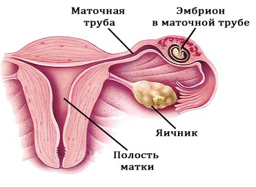 текст при наведении