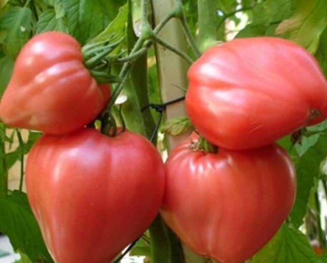 Сорт помидора "Орлиный клюв"