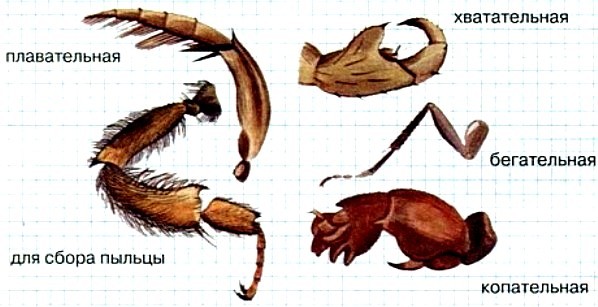 Какими цифрами на рисунке обозначены прыгательная и копательная конечности насекомых