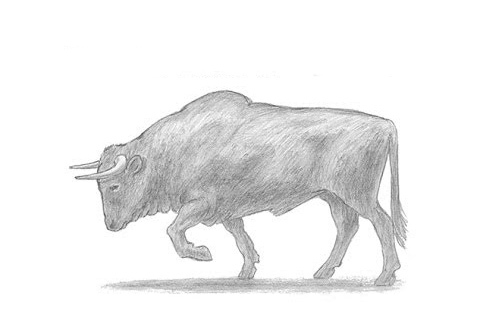 рисунок с быком