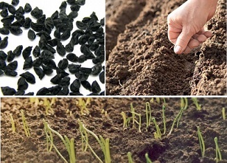 Как повысить всхожесть семян лука