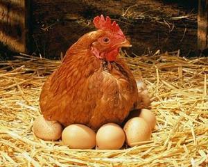 курица несушка высиживает магазинное яйцо