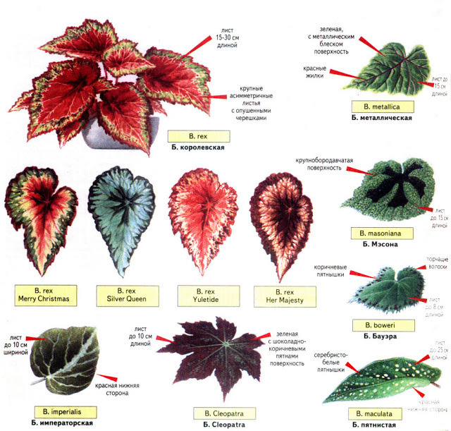 декоративнолистные бегонии
