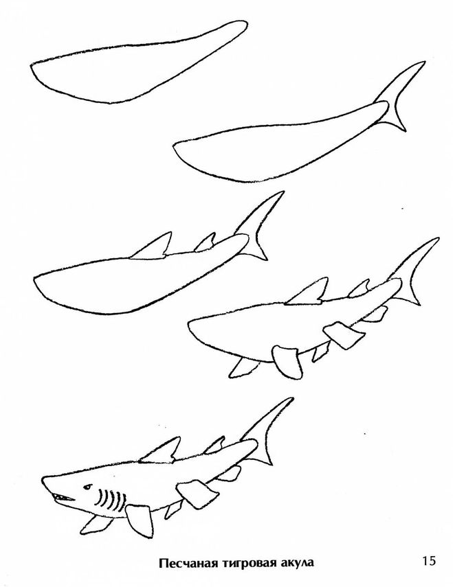 как нарисовать акулу схема