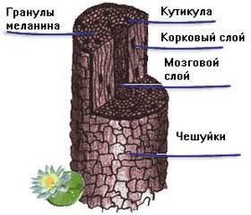 текст при наведении