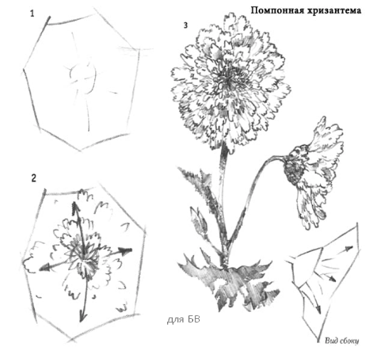 как нарисовтаь хризантему
