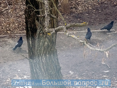 "1 марта: вороны в парке", - сочинение о весне