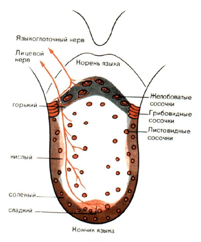 сосочки языка