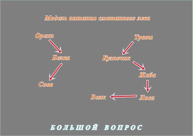 Схема пищевой цепи леса - 86 фото