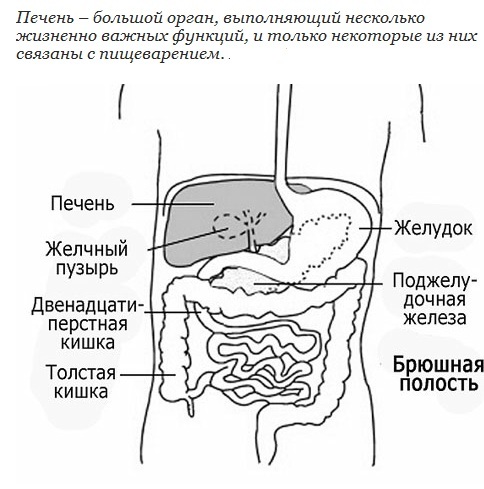 Брюшная полость человека рисунок. Схема расположения внутренних органов брюшной полости. Схема расположения органов брюшной полости вид сбоку. Схема органов брюшной полости у человека располагается. Органы брюшной полости желчный пузырь.