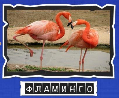 игра:слова от Mr.Pin вспомниЛось эпизод птицы на фото фламинго