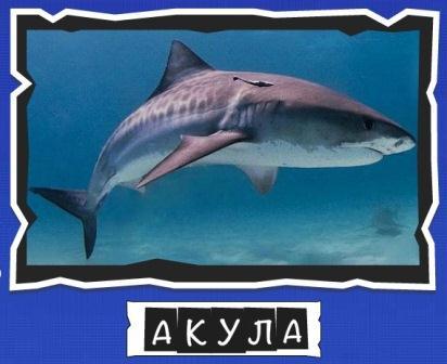 игра:слова от Mr.Pin вспомниЛось морские обитатели на фото акула