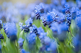 Когда дарят синие цветы, по какому случаю? Что символизируют?