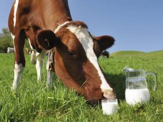 Срок годности и срок хранения домашнего молока.