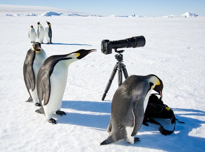 текст при наведении - императорские пингвины