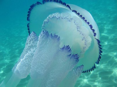 Чем питаются медузы.
