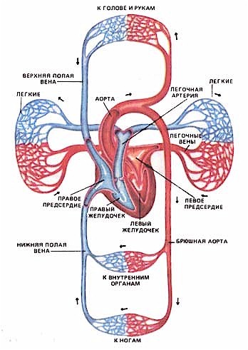 текст при наведении