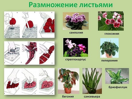 Размножение листьями. Вегетативное размножение листьями. Вегетативное размножение с помощью листа. Размножение растений листьями примеры растений. Вегетативное размножение листовыми черенками примеры.