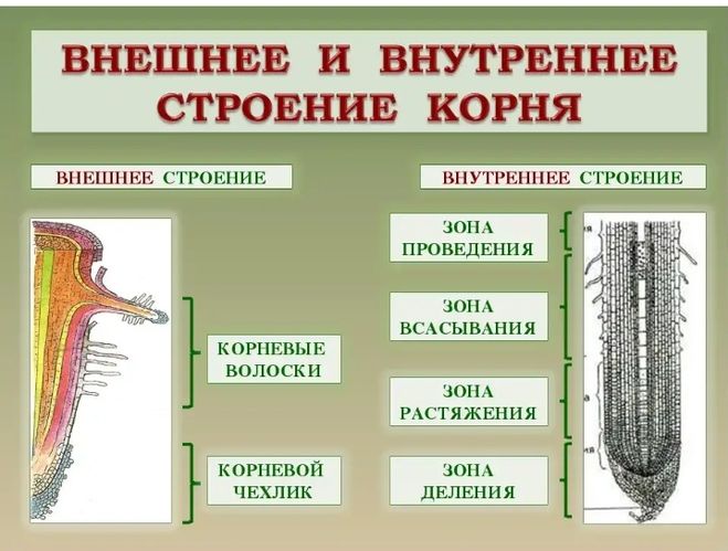 Внутреннее строение корня фото