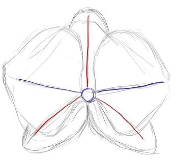 нарисовать орхидею карандашом поэтапно мастер-класс