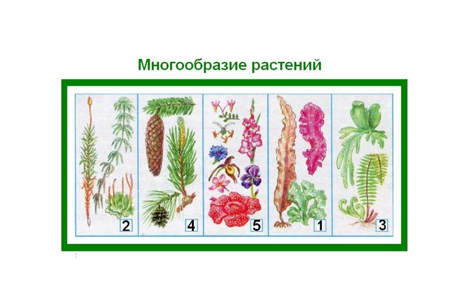 Многообразие растений 5. Разнообразие растений.