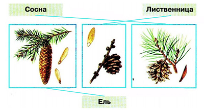 презентация зима в мире растений 2 класс