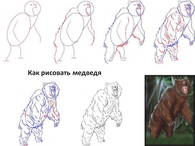 как нарисовать медведя пошагово, как нарисовать лес, как нарисовать лесных животных, http://www.bolshoyvo­<wbr/>pros.r