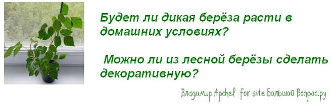 как из лесной березы сделать декоративную, берёза в доме