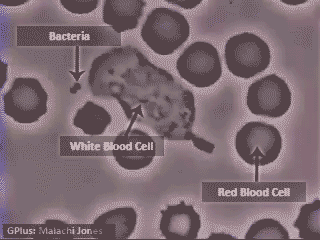 Фагоцит охотится на бактерию