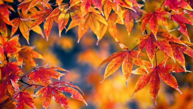 листья, осень, природа
