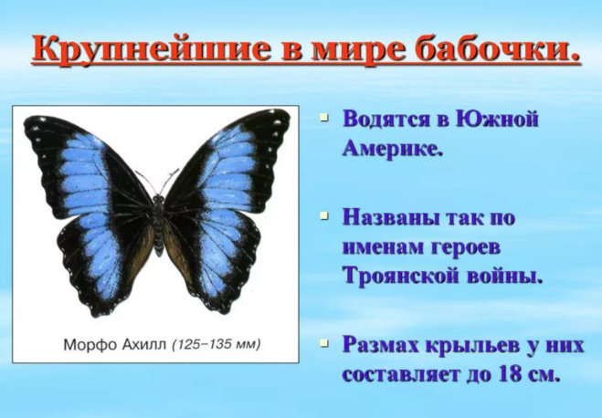 Рассказ про бабочек для 1 класса окружающий мир