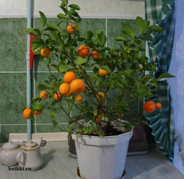 как вырастить мандарин дома