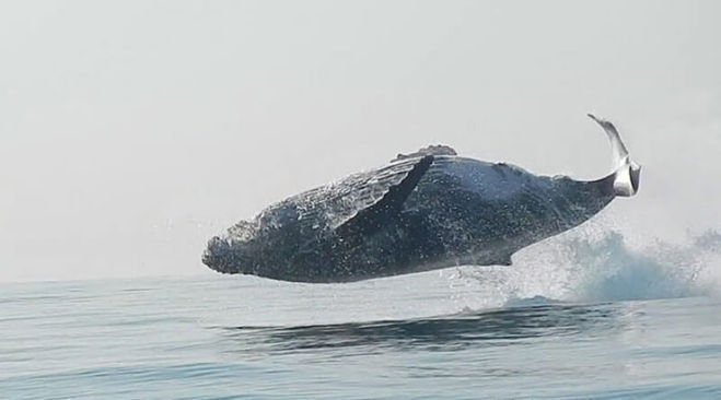 Взрослый горбатый кит полностью выпрыгнул из воды
