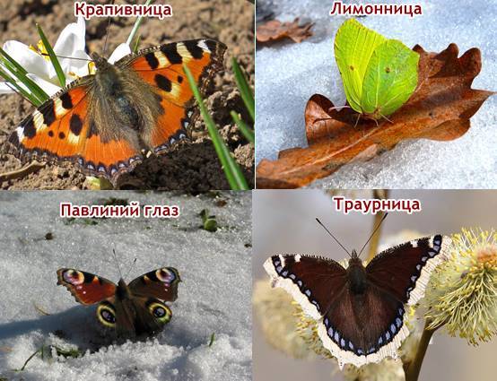 Первые весенние бабочки, 2 класс